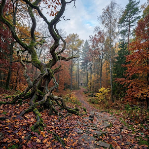 Musiconlineua — Autumn, Autumn (English Version)